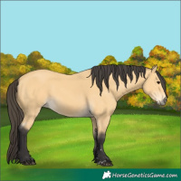 Horse Color:Buckskin 