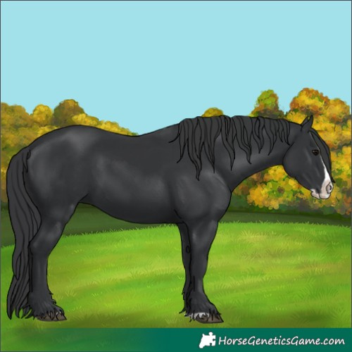 Horse Color:Black Splash 