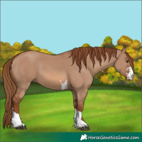 Horse Color:Red Dun