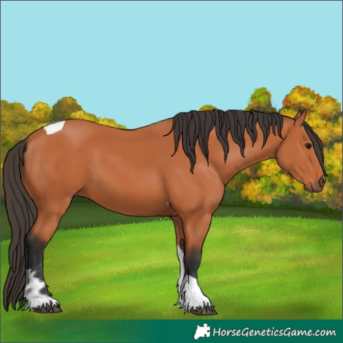 Horse Color:Bay Tobiano 