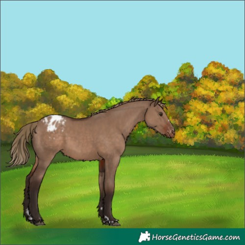 Horse Color:Liver Red Dun Appaloosa 