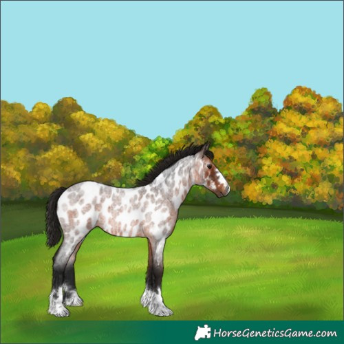 Horse Color:Gray Bay Roan Near Leopard