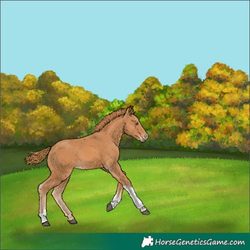 Horse Color:Chestnut Tobiano Rabicano 