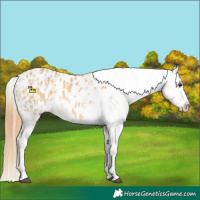 Horse Color:Red Dun Appaloosa  and Red Dun Appaloosa 