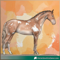 Horse Color:White Spotted Silver Sable Champagne Rabicano