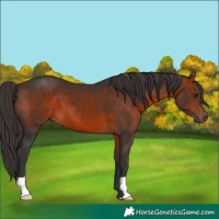 Horse Color:Bay 