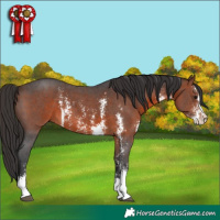 Horse Color:Brown Sabino 