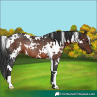 Horse Color:White Spotted Brown Rabicano 