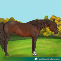 Horse Color:Liver Chestnut 