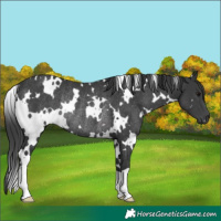 Horse Color:White Spotted Black Rabicano 
