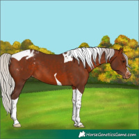 Horse Color:Silver Brown Tobiano Blanket 