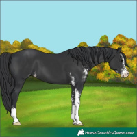 Horse Color:Black Sabino