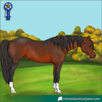 Horse Color:Bay 