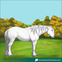 Horse Color:White Spotted Liver Red Dun Appaloosa 