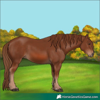 Horse Color:Chestnut 