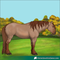 Horse Color:Red Dun 