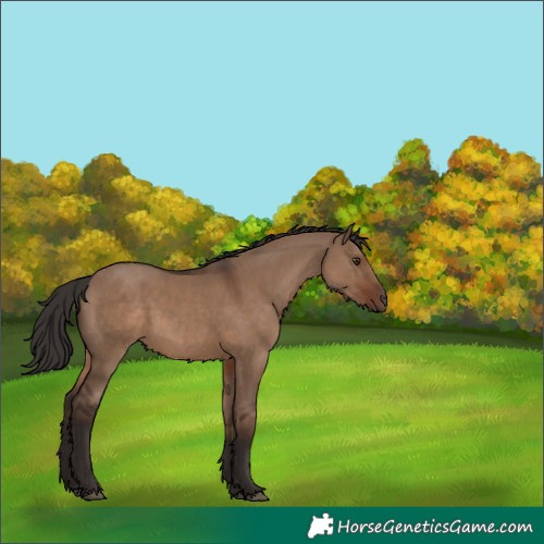Horse Color:Liver Red Dun 