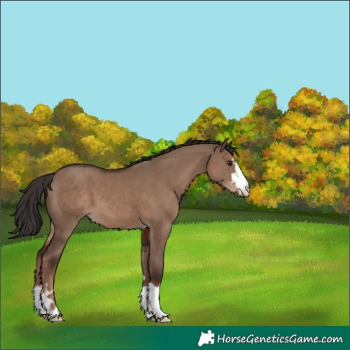 Horse Color:Liver Red Dun 