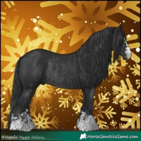 Horse Color:Black and Black Rabicano