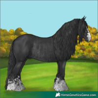 Horse Color:Black  and Black Rabicano 
