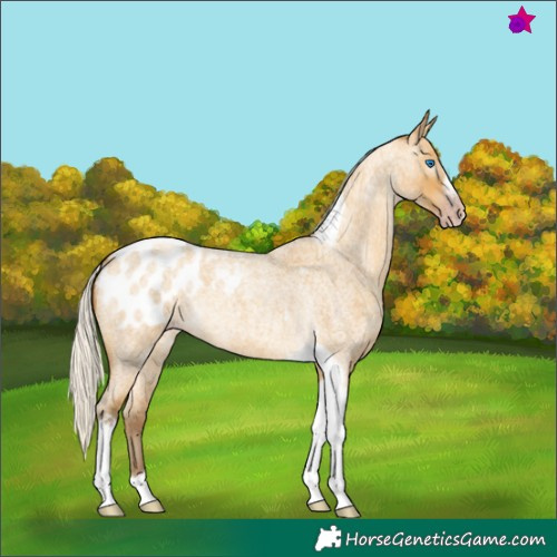 Horse Color:Gray Silver Amber Cream Champagne Roan Dun Splash Tobiano Frame Appaloosa Rabicano 