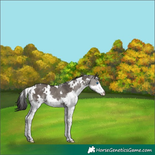 Horse Color:White Spotted Smoky Grullo Splash 