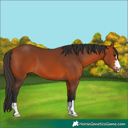 Horse Color:Bay 