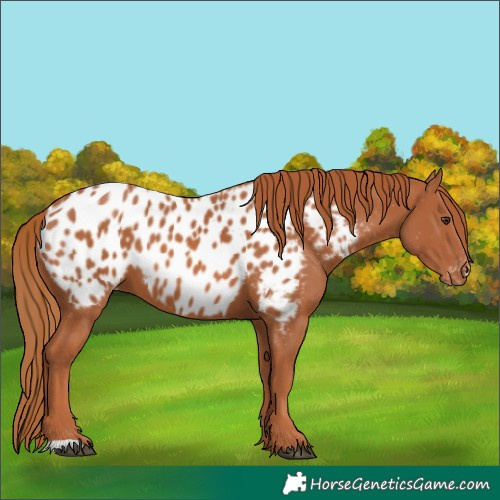 Horse Color:Chestnut Near Leopard 