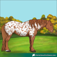 Horse Color:Chestnut Near Leopard 