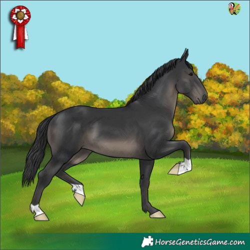 Horse Color:Black 