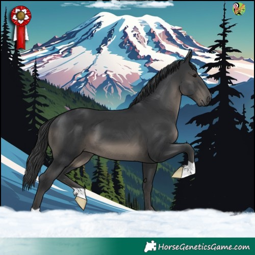 Horse Color:Black 