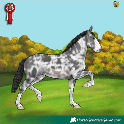 Horse Color:Black Ice Sabino 