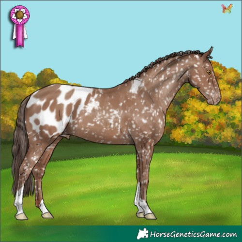 Horse Color:Classic Champagne Appaloosa 