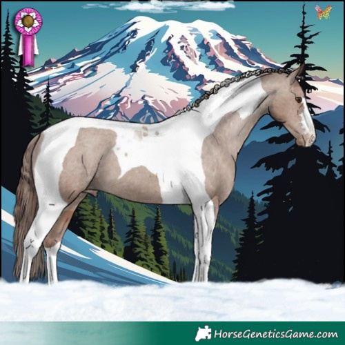 Horse Color:Classic Champagne Tobiano Varnish 