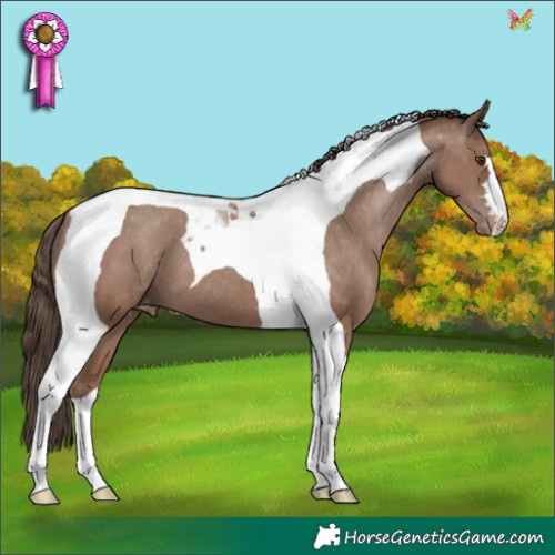 Horse Color:Classic Champagne Tobiano Appaloosa 