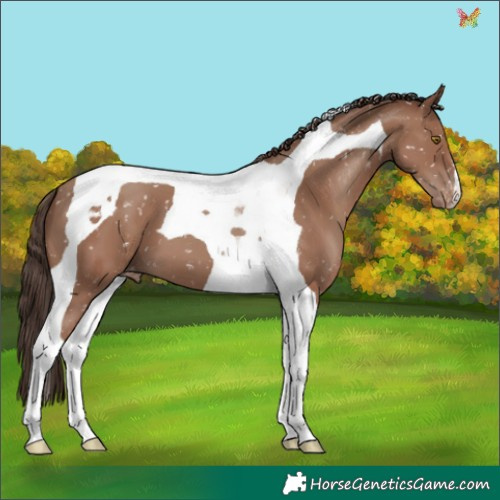 Horse Color:Classic Champagne Tobiano Appaloosa 