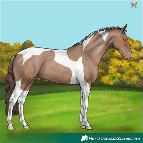 Horse Color:Classic Champagne Tobiano Appaloosa 