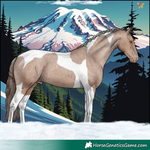 Horse Color:Classic Champagne Tobiano Varnish 