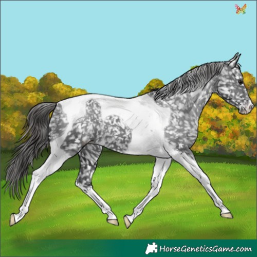 Horse Color:Black Tobiano Appaloosa 