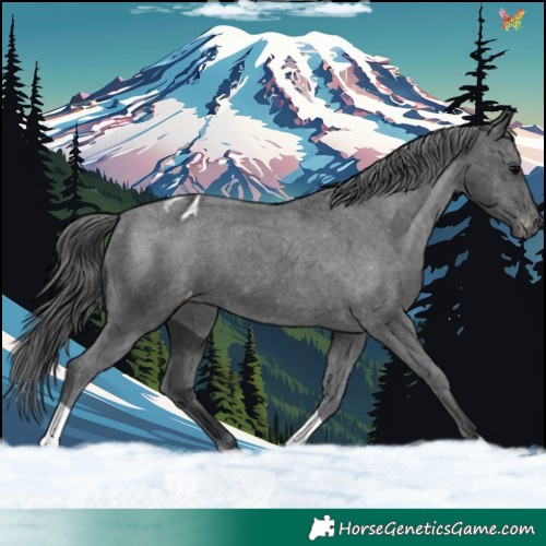Horse Color:Black Varnish 