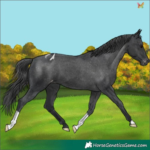 Horse Color:Black Appaloosa 