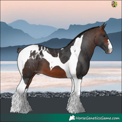 Horse Color:Brown Tobiano Blanket 