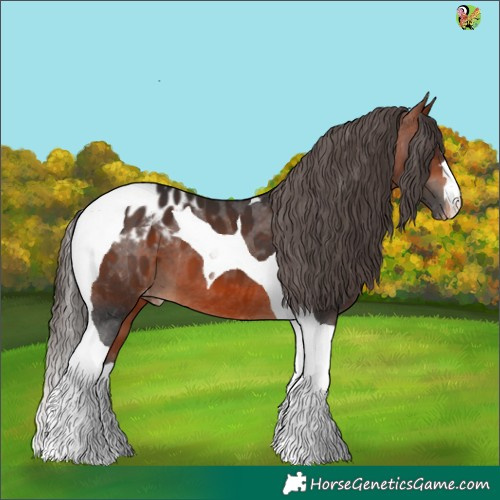 Horse Color:Brown Tobiano Appaloosa 