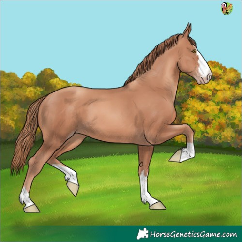 Horse Color:Gold Champagne 