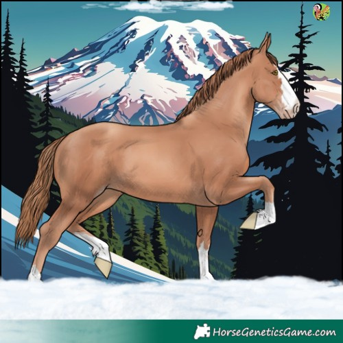 Horse Color:Gold Champagne 