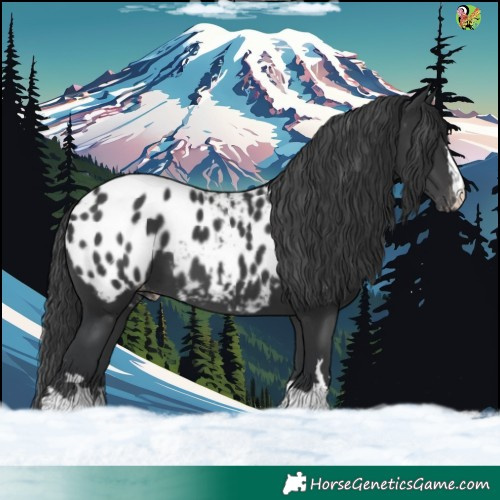 Horse Color:Black Blanket 