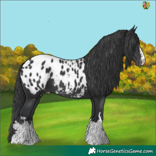 Horse Color:Black Appaloosa 