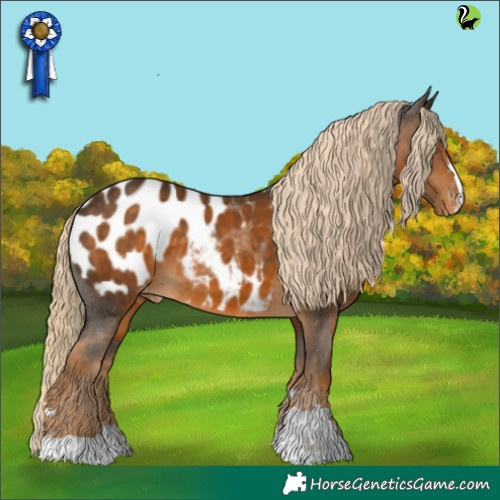 Horse Color:Chocolate Palomino Appaloosa 
