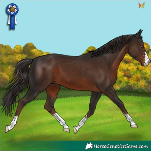 Horse Color:Liver Chestnut 