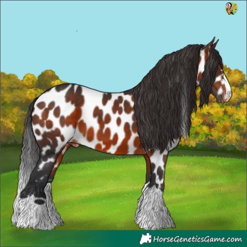 Horse Color:Brown Appaloosa 